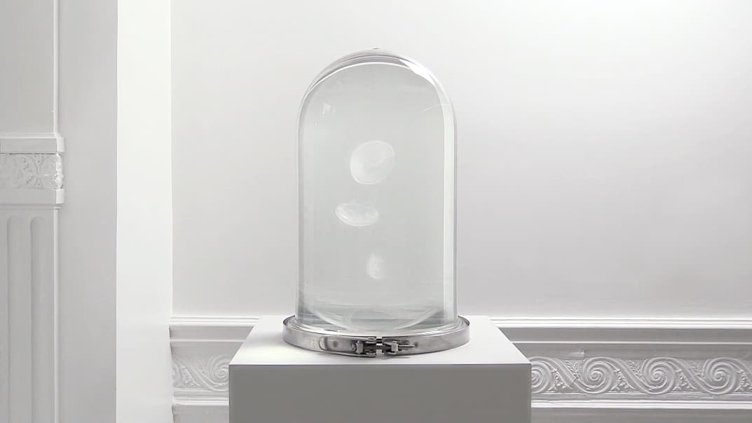 Darwin Tank - Aquarium à méduses