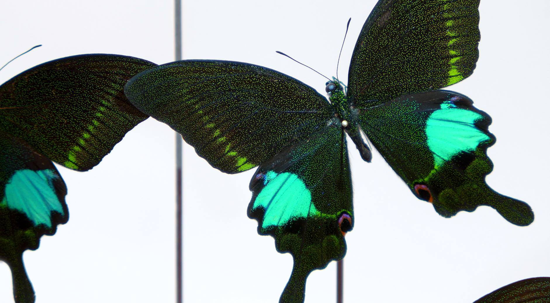 Papilio Hermeli & Papilio Paris