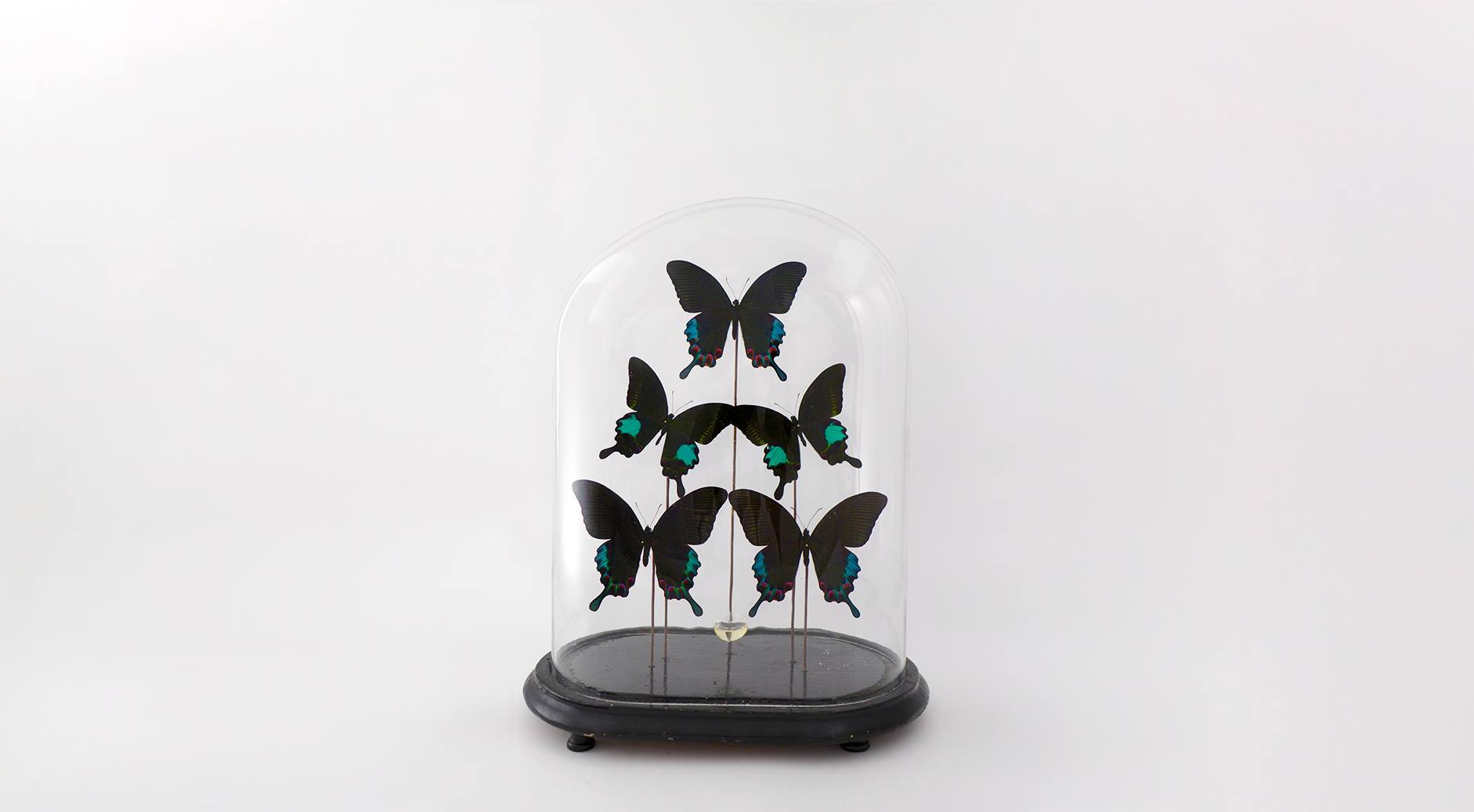 Papilio Hermeli & Papilio Paris