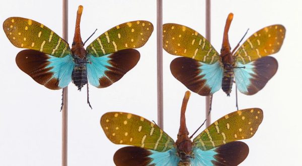 Hemiptera Fulgoridae Pyrops Intricata