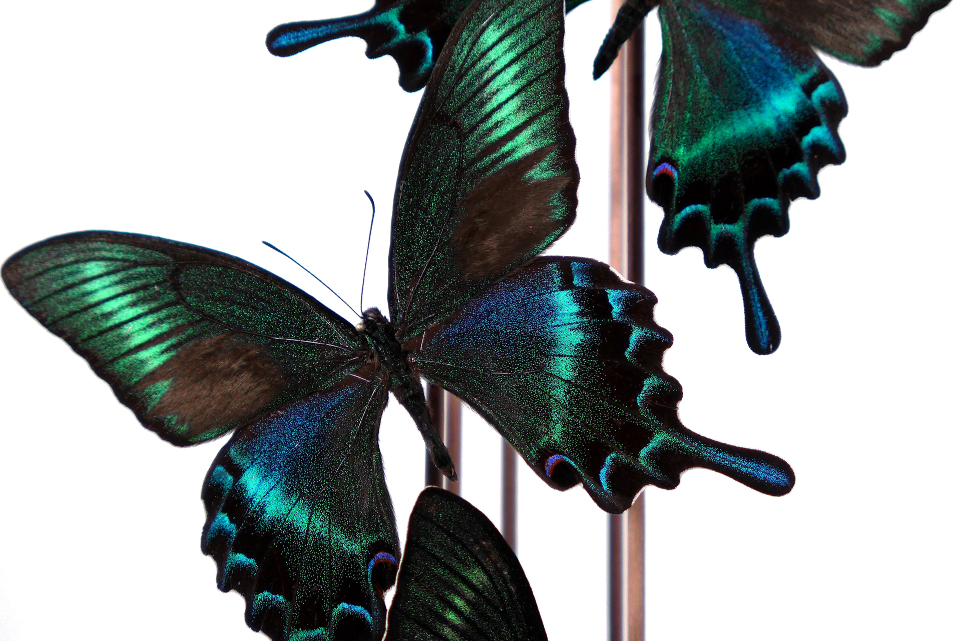 Papilio Maackii