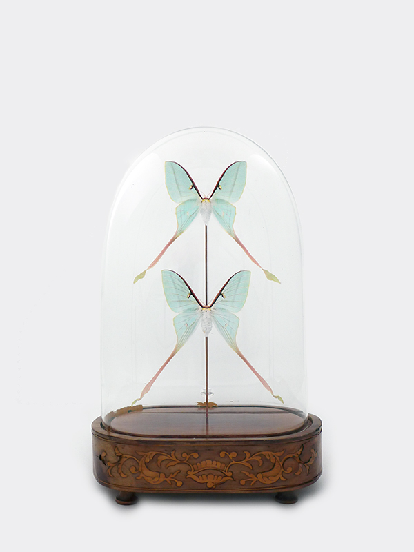 butterflies Arctia dubernadi glass dome
