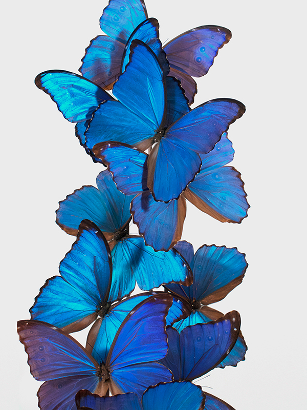 Morpho didius butterflies under glass dome