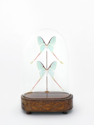 globe glass dome entomology butterflies Actias dubernadi