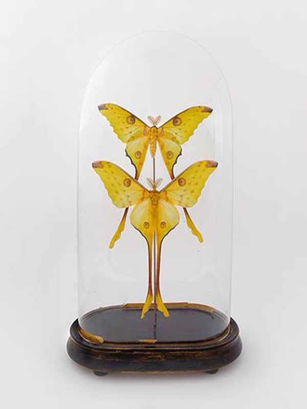 globe glass dome entomology butterflies Argema mittrei