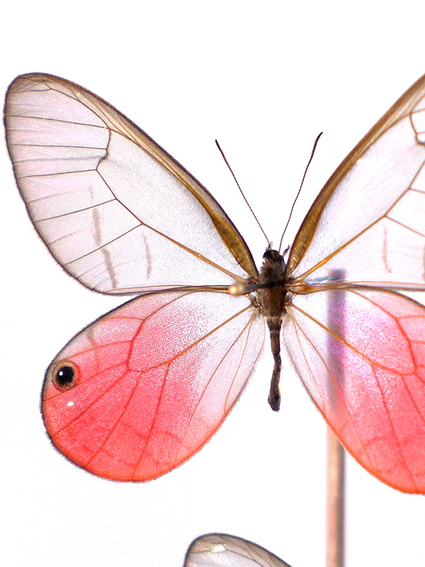 glass dome butterflies Cithaerias aurorina