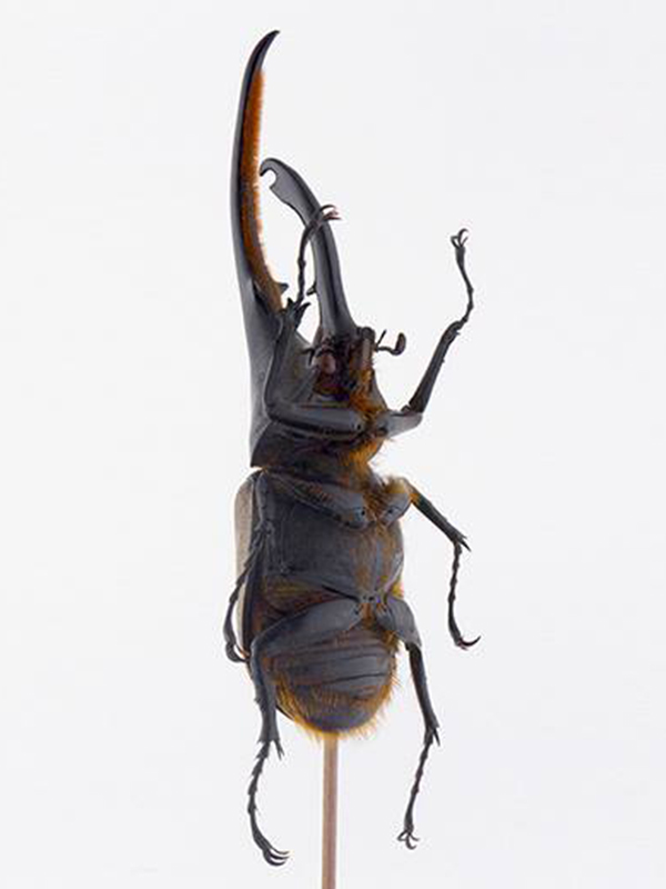 beetle glass dome Dynastes hercules lichyi