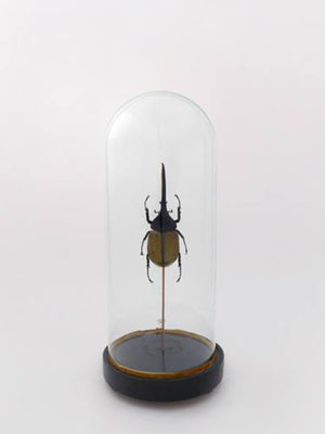 beetle glass dome Dynastes hercules lichyi