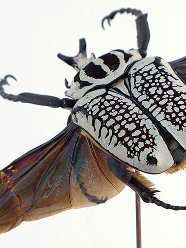 globe glass dome entomology beetle Goliathus orientalis