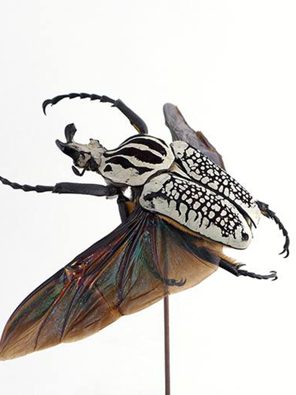 globe glass dome entomology beetle Goliathus orientalis