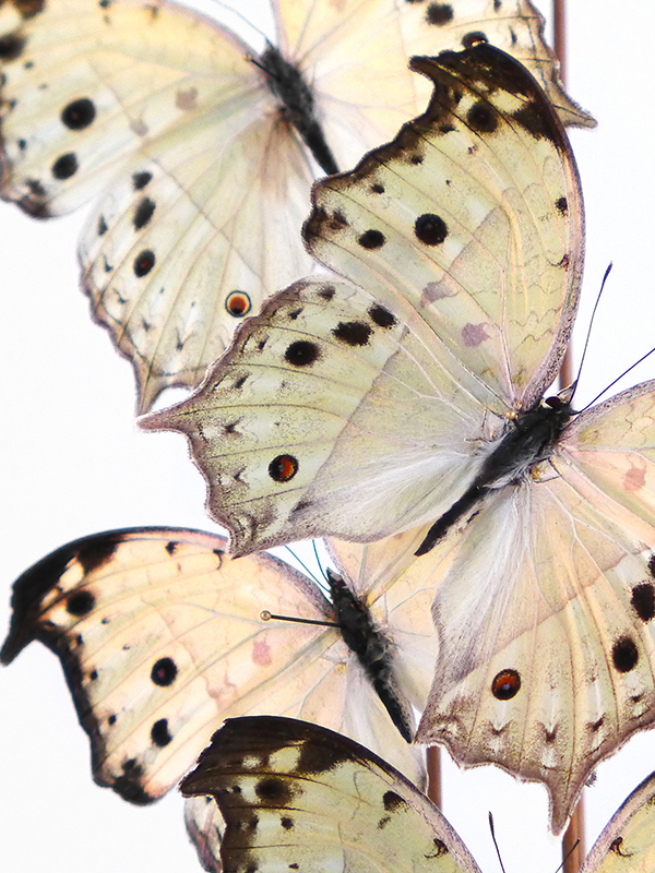 globe glass dome entomology butterflies Salamis parhassus