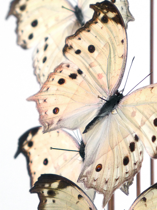 globe glass dome entomology butterflies Salamis parhassus