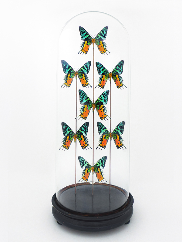 globe glass dome entomology butterflies Urania rhipheus