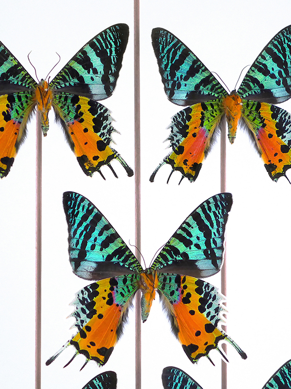 globe glass dome entomology butterflies Urania rhipheus
