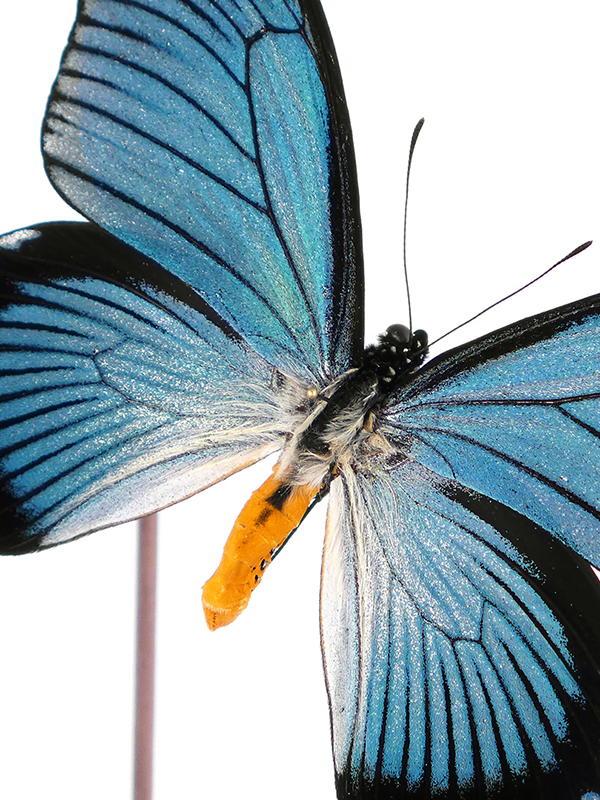 Zalmoxis glass dome butterflies entomology