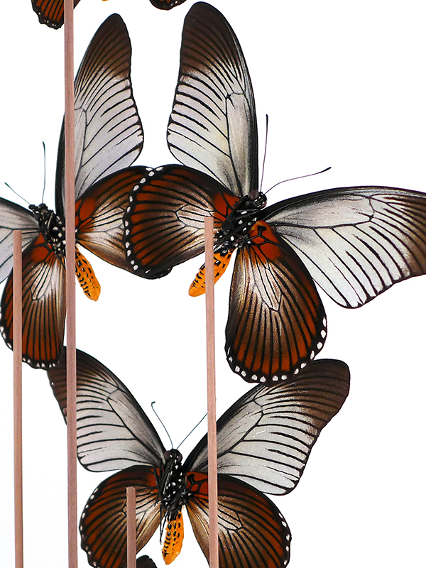 Zalmoxis glass dome butterflies entomology