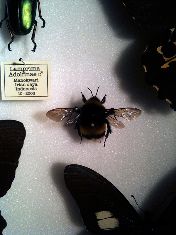 entomology bumblebee wunderkamer