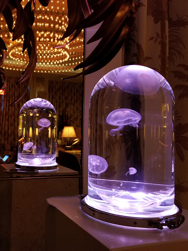 A unique jellyfish aquarium